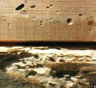 Házicincér kártétele