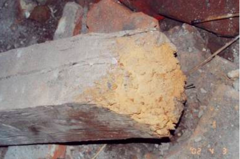 Szíjácsbogár kártétele gerendában