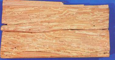 Szíjácsbogár kártétele parkettában